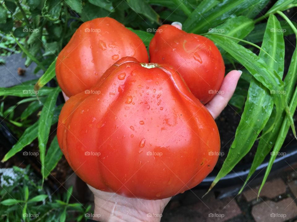 Heirloom tomatoes picked after the rain