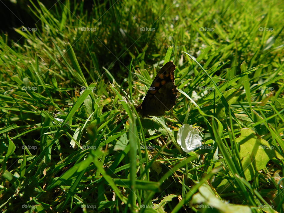 Photo prise d’un petit papillon qui se baladait dans mon jardin. 