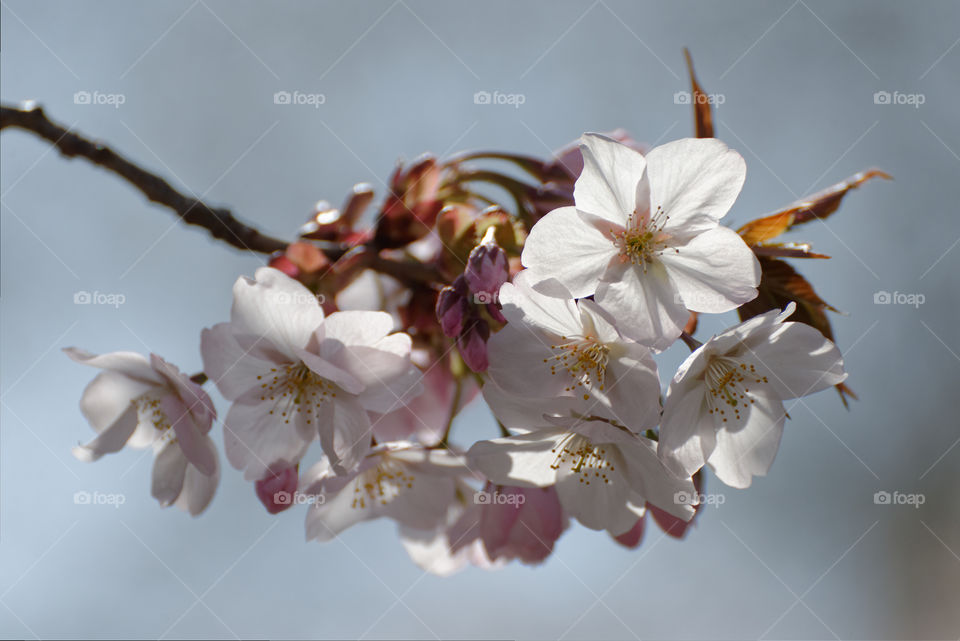 Close up of sakura or cherry blossoms