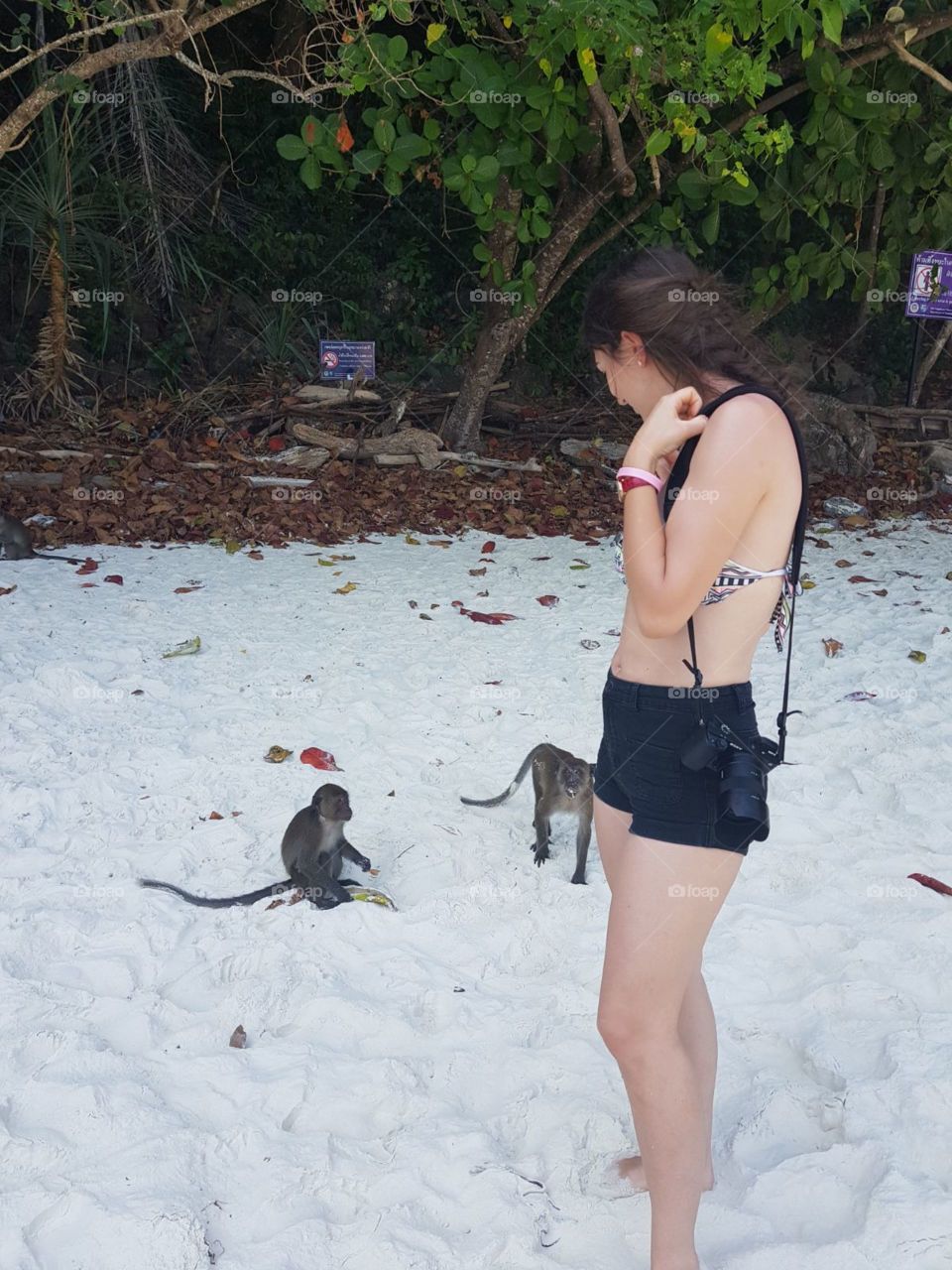 Monkey beach 