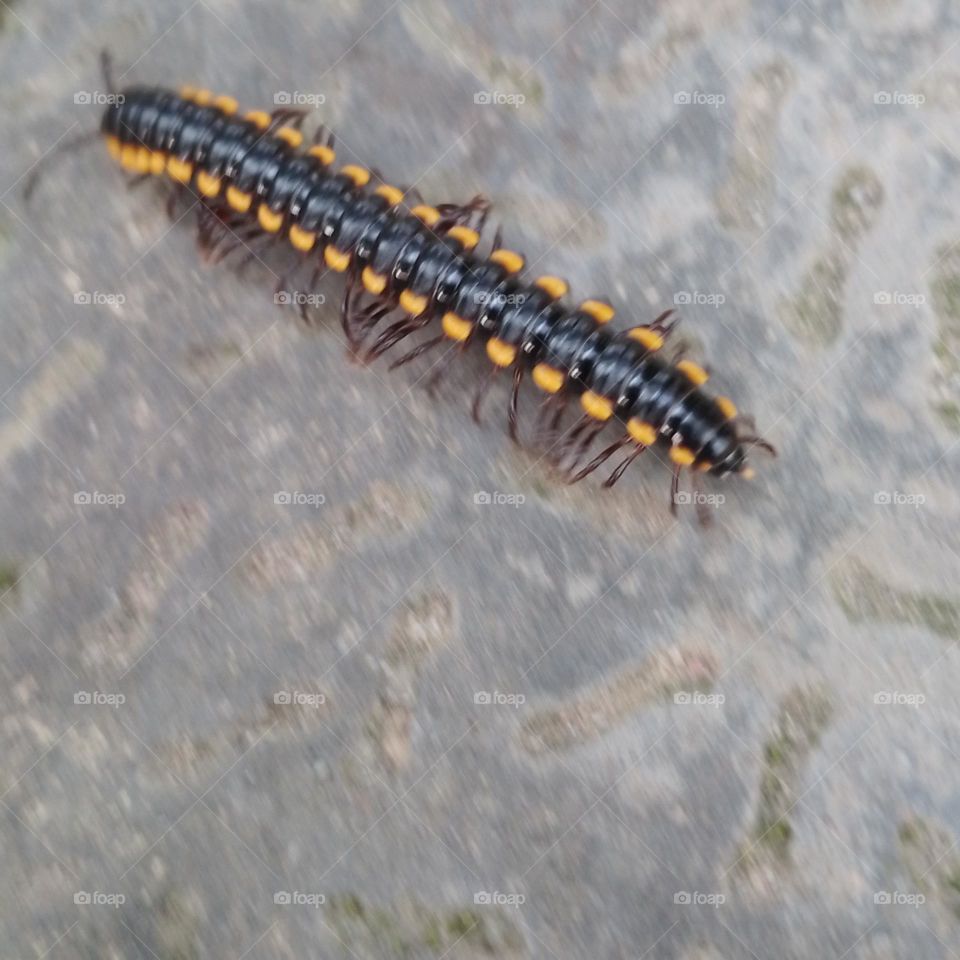 Yellow-spotted millipede