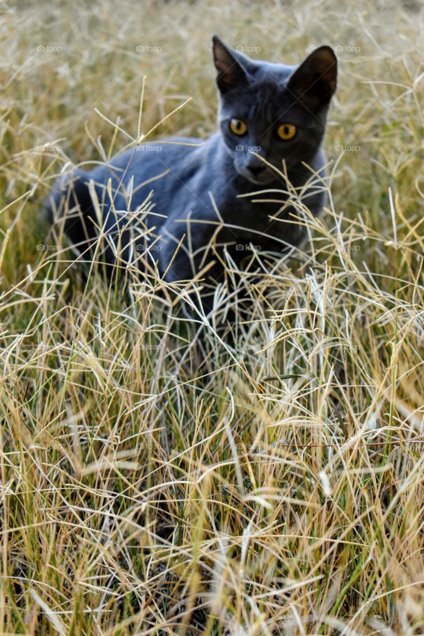 Cat in the nature