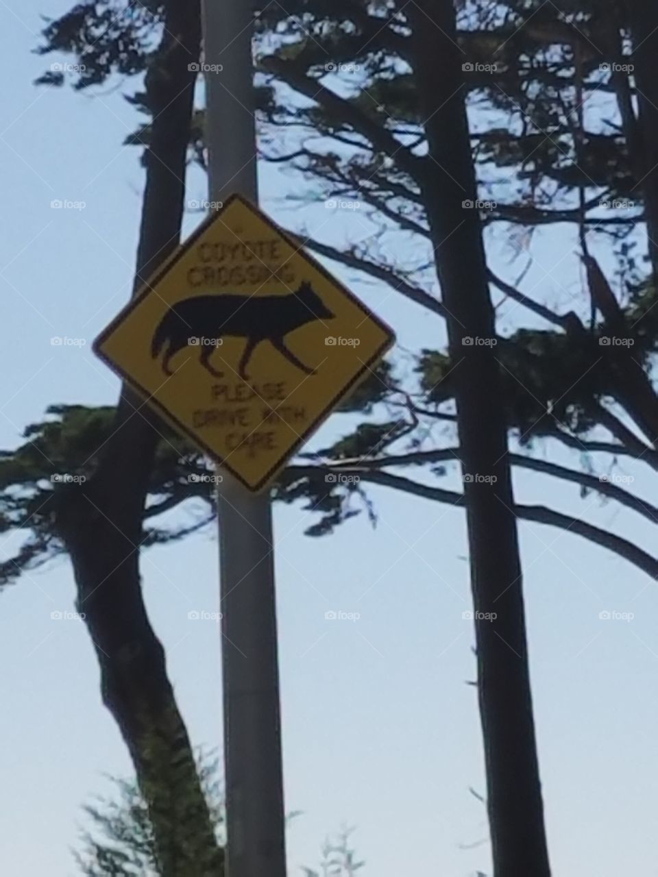 Coyote sign
