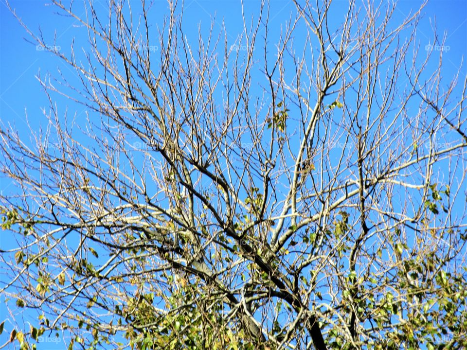 tree transitioning to winter