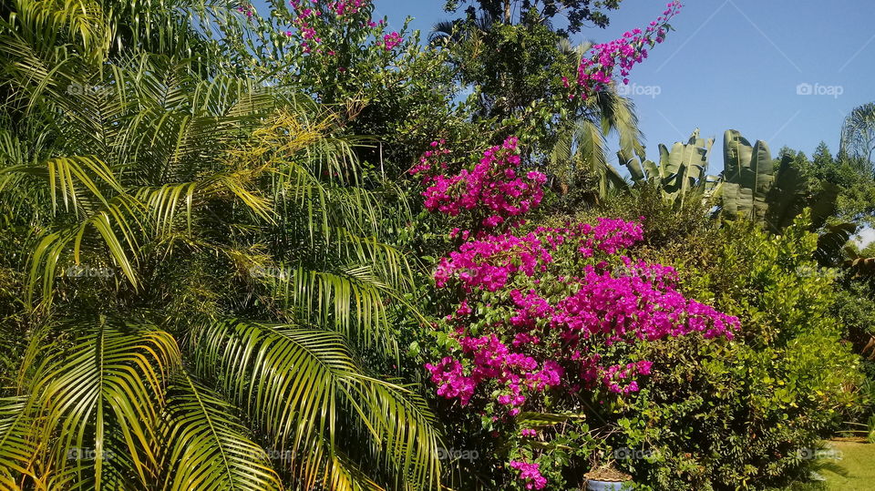 ARBUSTO FLORIDO PLANTAS