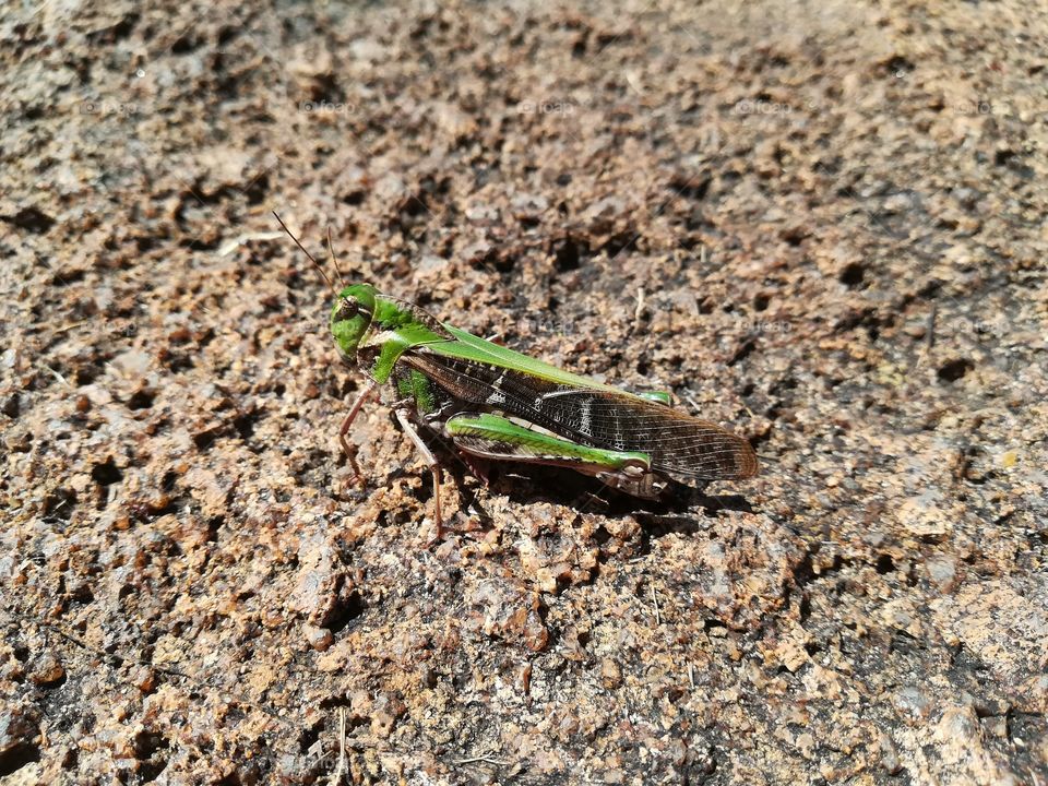 Took this shot of a green grasshopper while on a walk. Came out rather well.