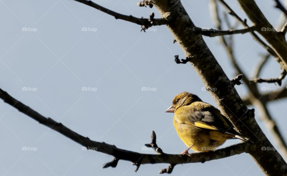 Atlantic wild canary on a tree branch