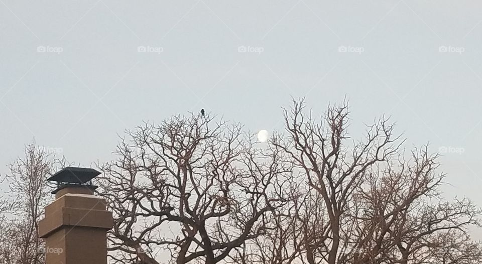 Tree, Winter, Nature, Landscape, Branch