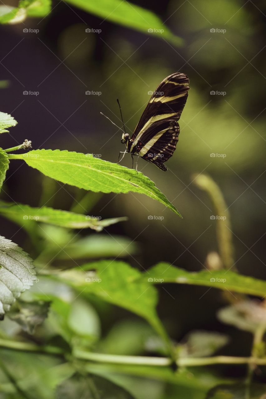 Butterfly With Plants, Portrait Of An Insect, Colorful Butterfly On A Leaf 