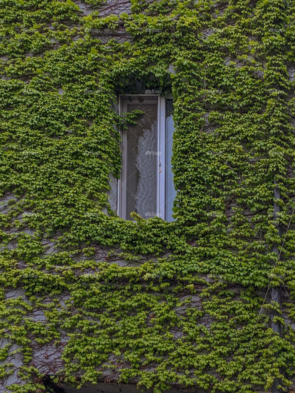 a window in spring leaves