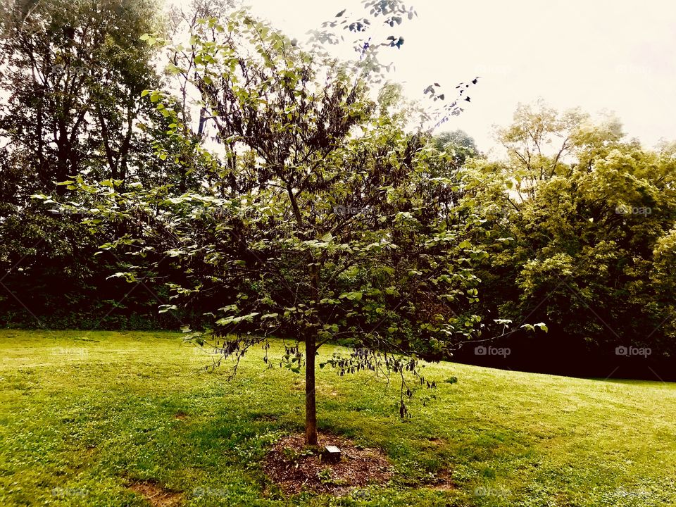 lil tree