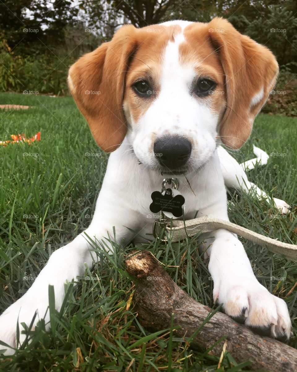 Puppy with stick.