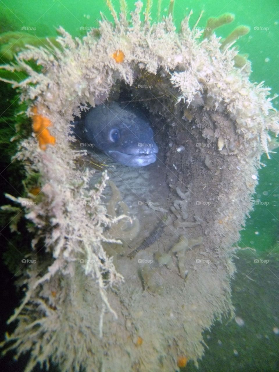 Conger eel living in shipwreck
