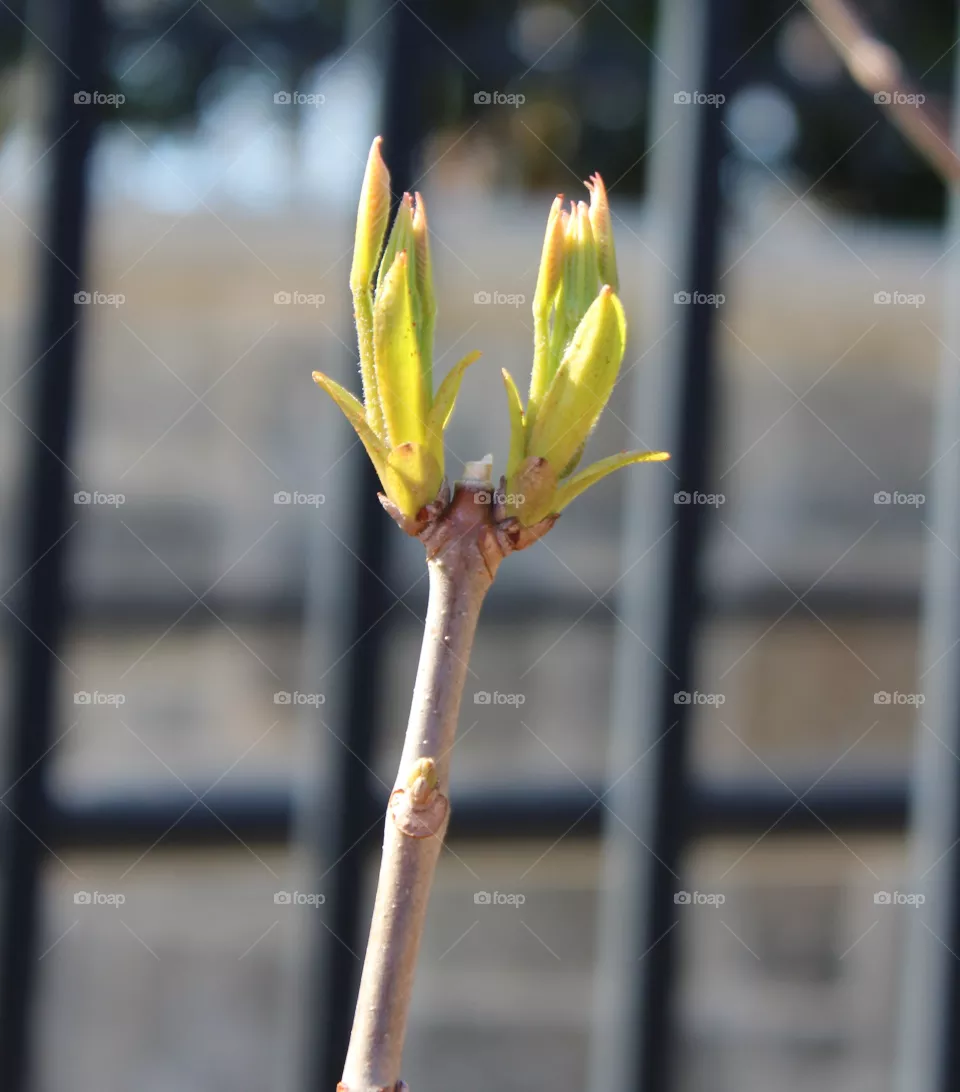 Pale green spring bud in early April 