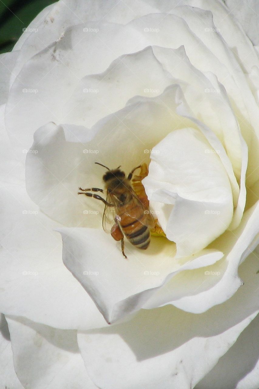 Bee pollinating flower in summer
