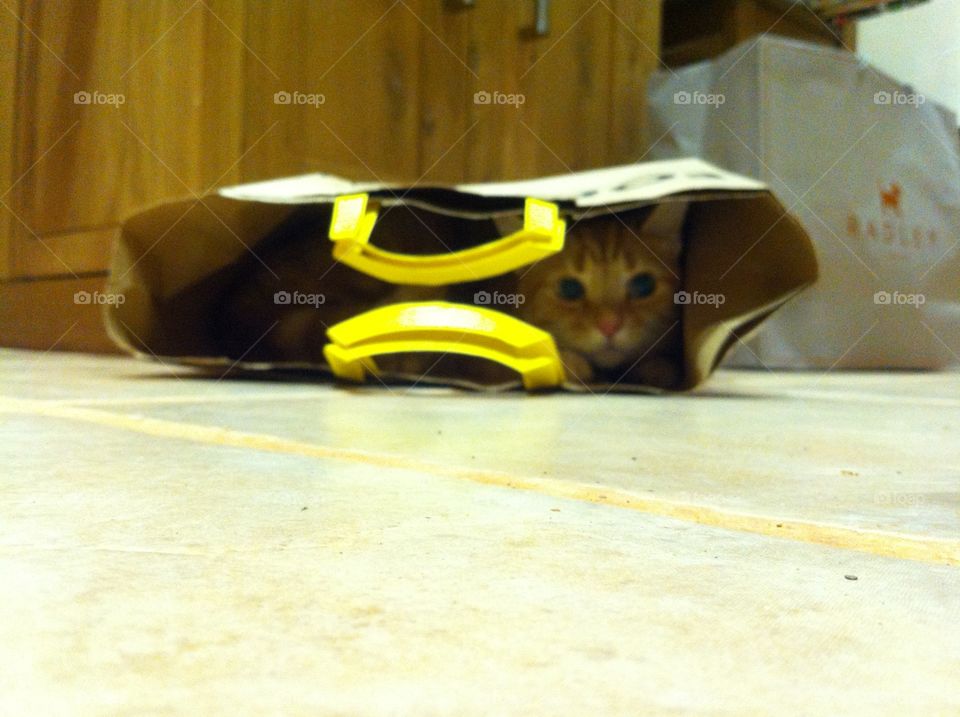Bag cat. Cat in a bag.