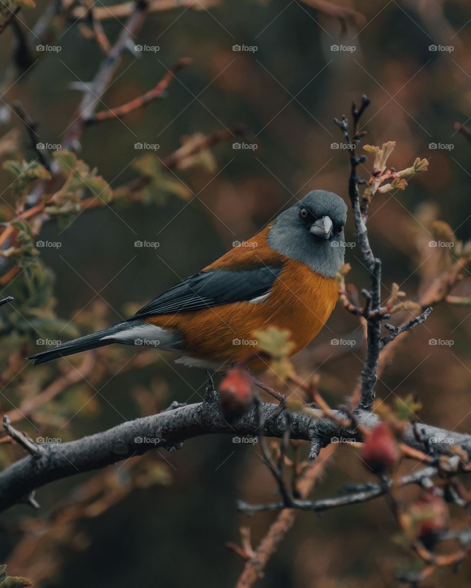 Bird on tree branch