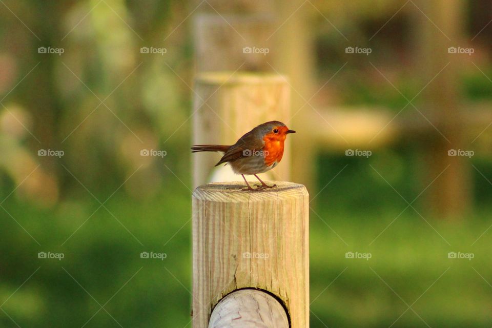 robin bird