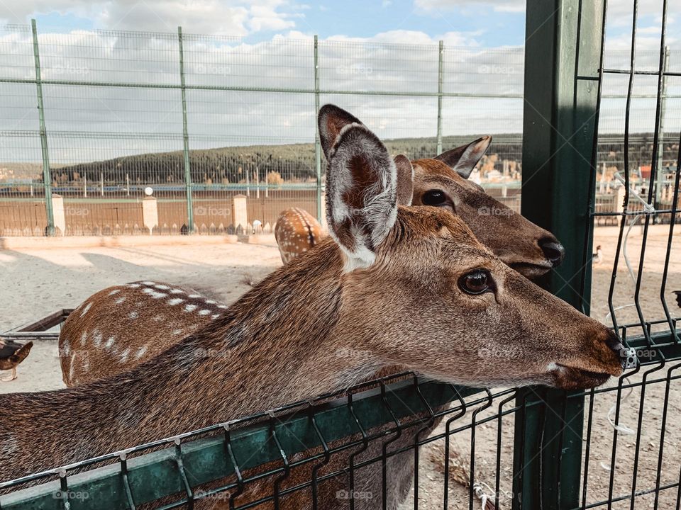 Young beautiful roe deer in a paddock in the backyard, summer in the village, unusual pets