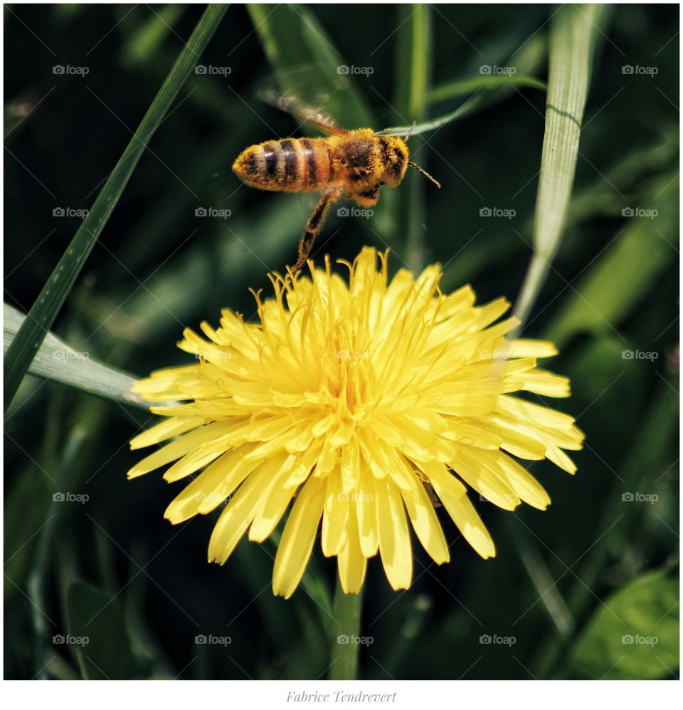 Bee, fleur de pissenlit.