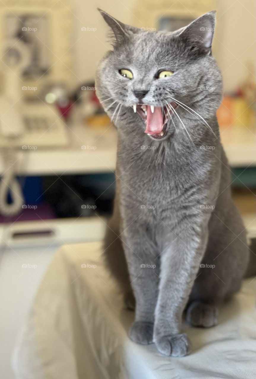 The yawning !