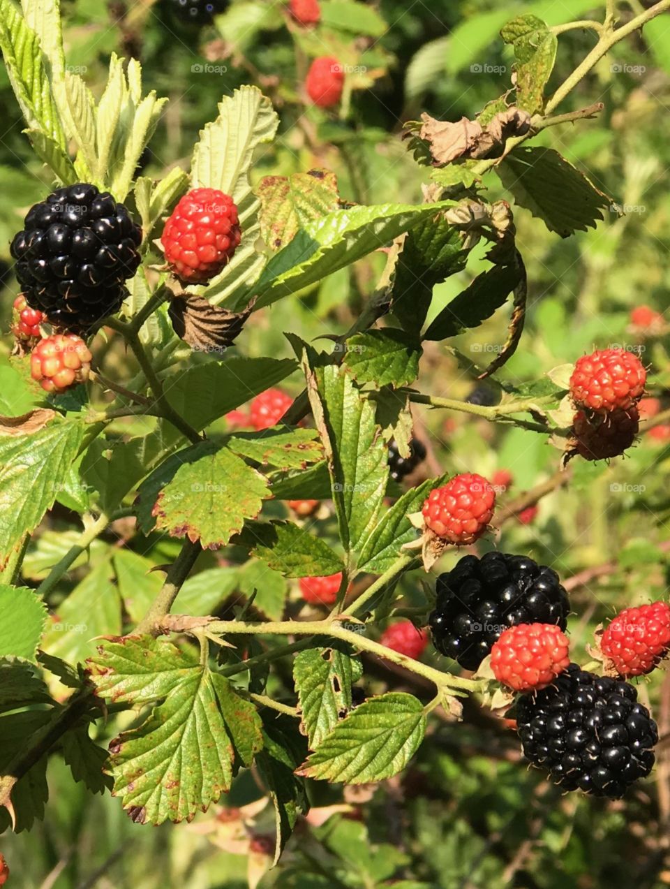 Blackberries from the South Georgia woods. 