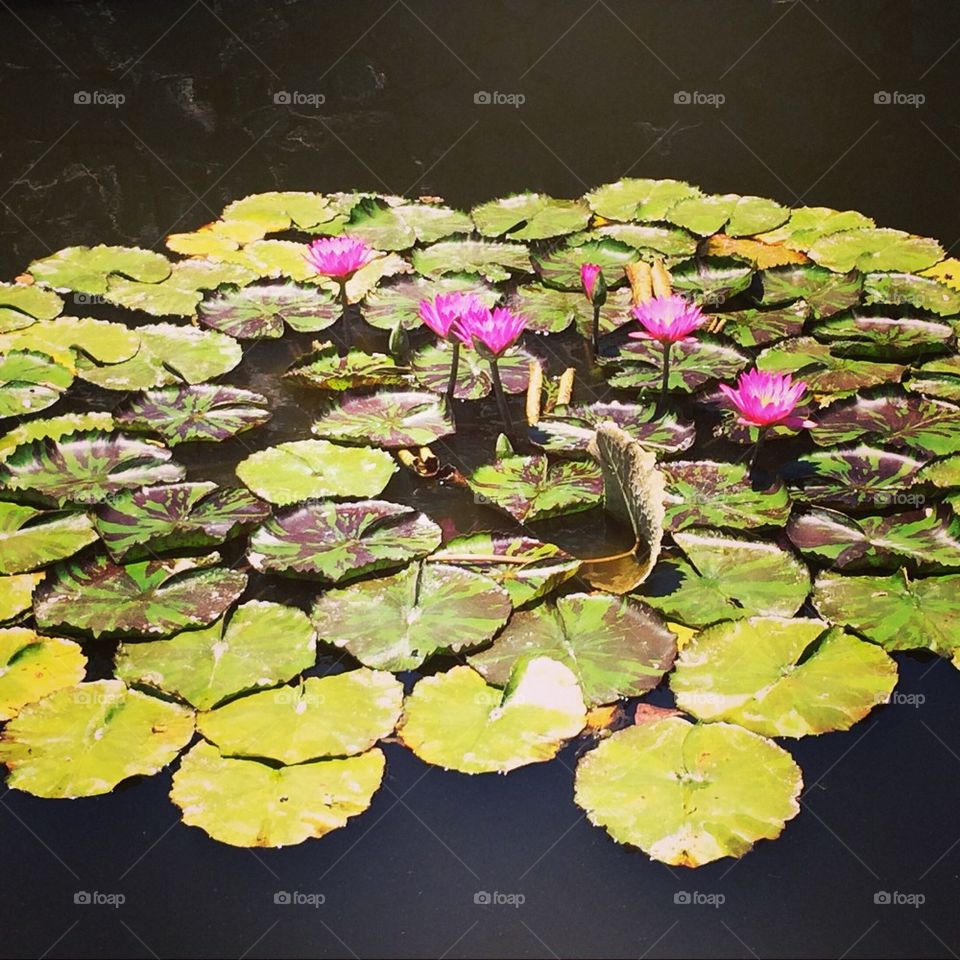 Monets water lilies