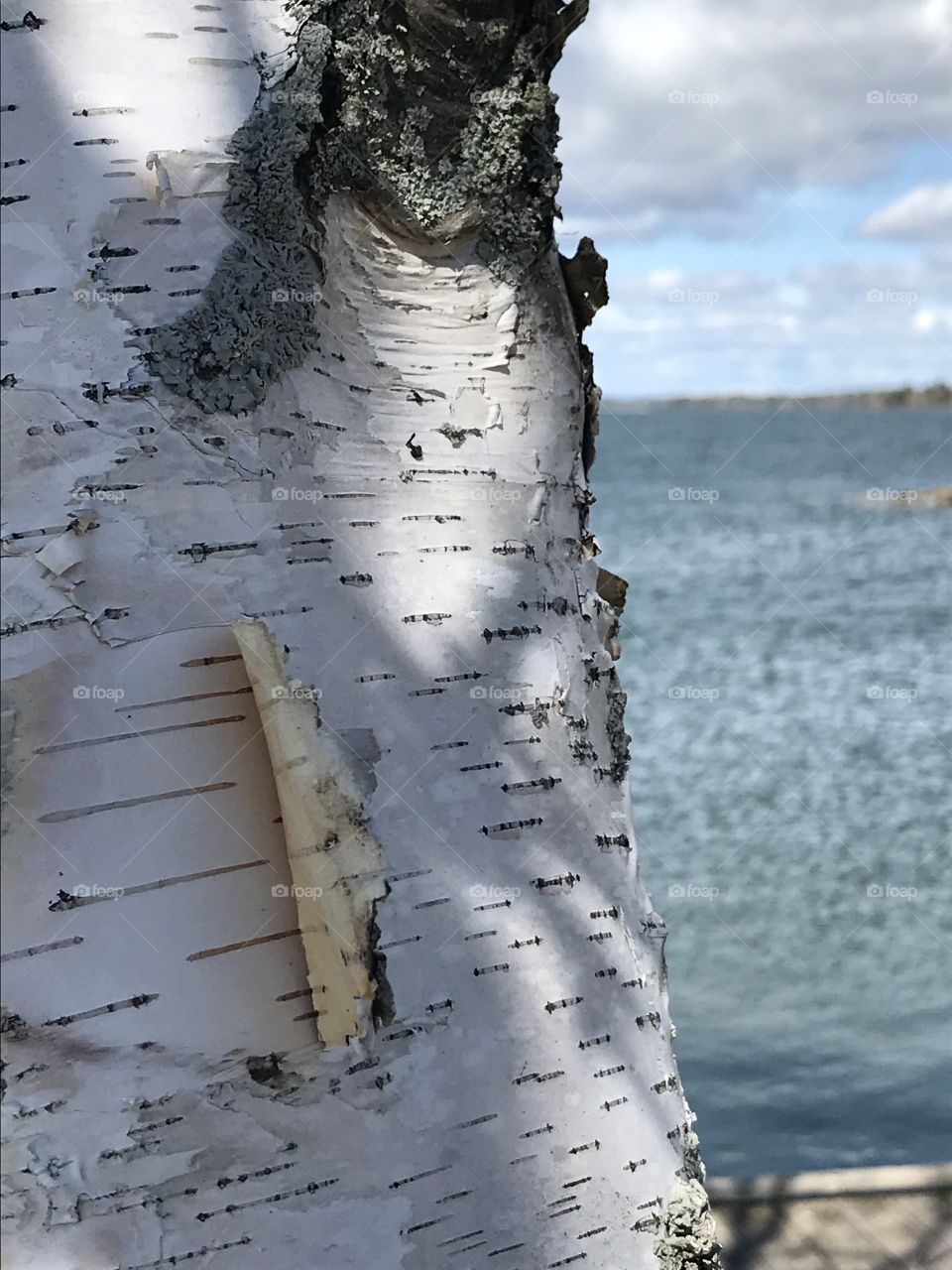 Birch tree near water