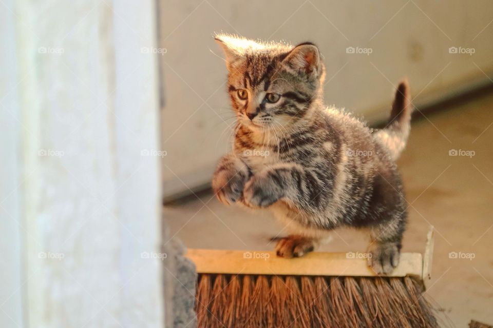 Close-up of a tabby cat jumping