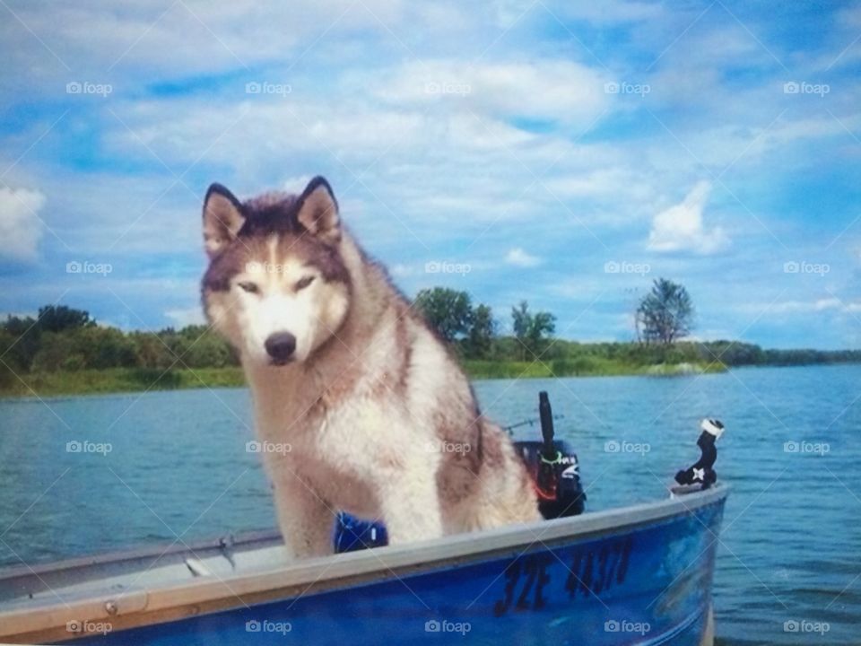 Summer pets/ husky dog on a boat ride