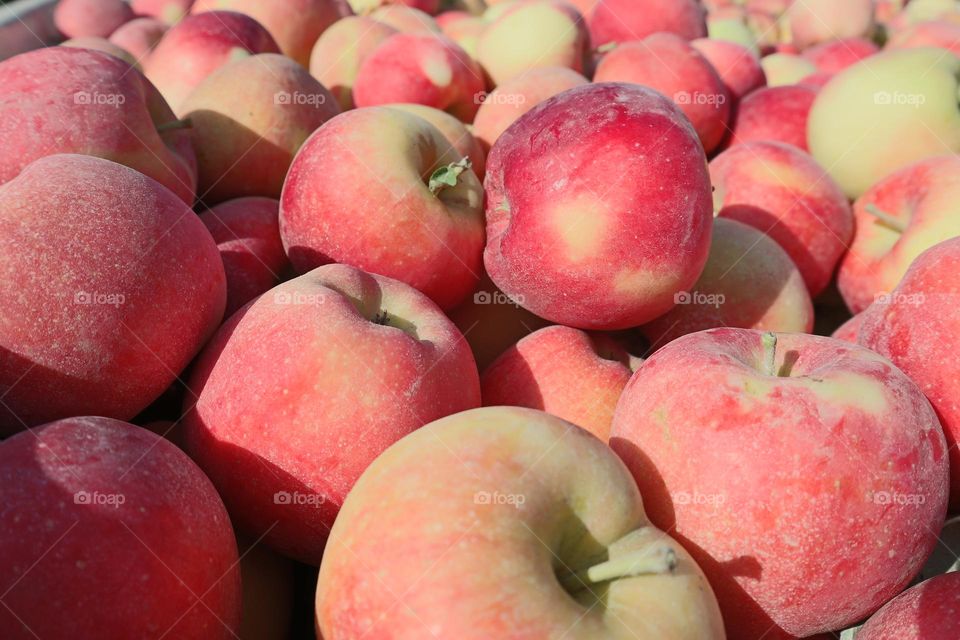 Autumn apple harvest