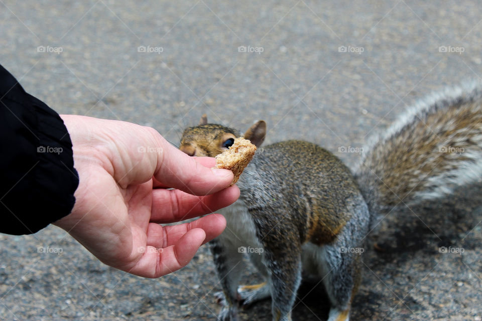 Curious Squirrel in London!