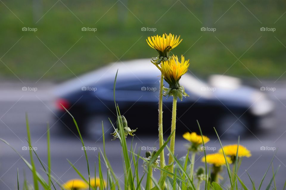 dandelion and highway