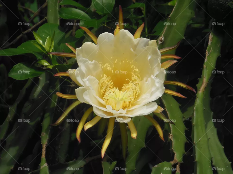 Flor de pitahaya