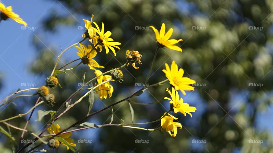 flowers