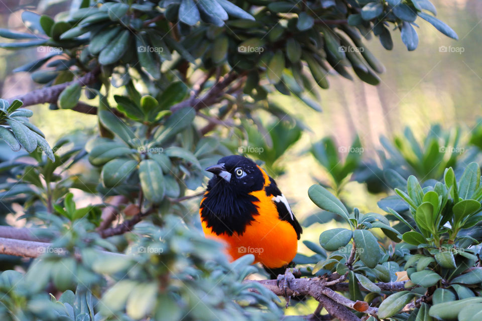 Bright orange bird sitting in a tree