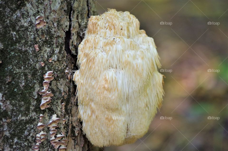 Fungus On Tree