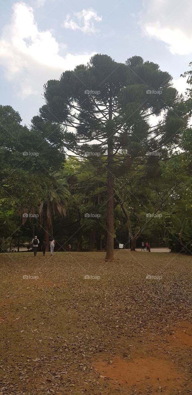 Árvore no Parque Ibirapuera.