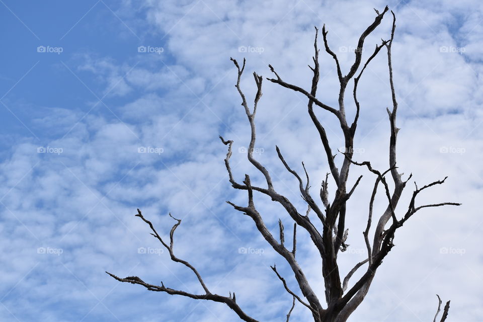 dried tree under sky