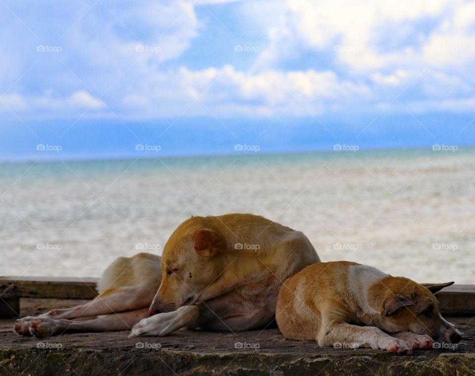 Dogs sleeping in the beach