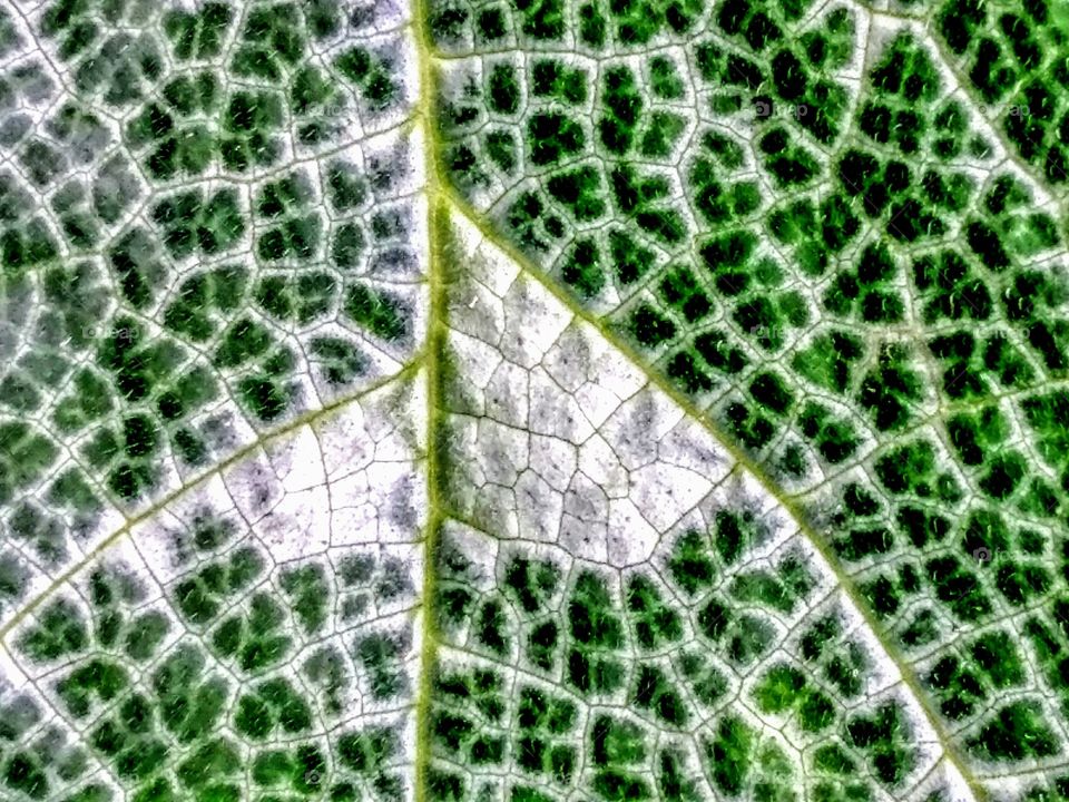 close image of a leaf