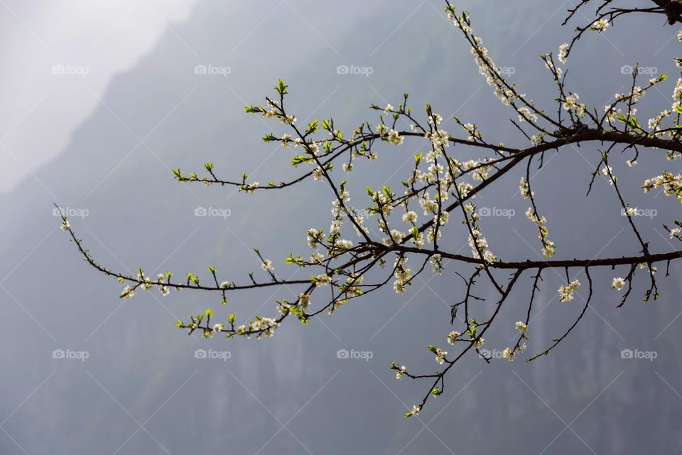 White Plum Blossom flower  in the Spring time
