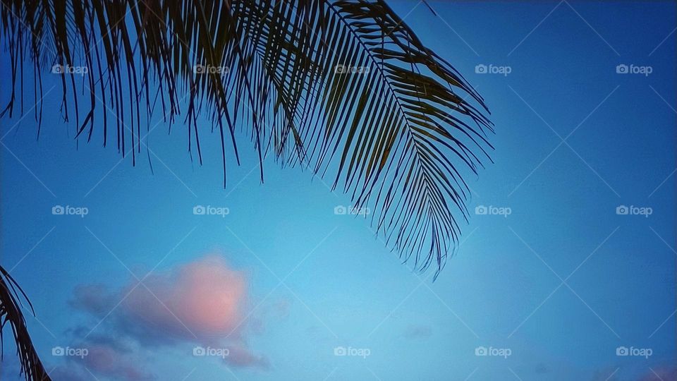 Coconut leaves against blue clear sky captured in late afternoon