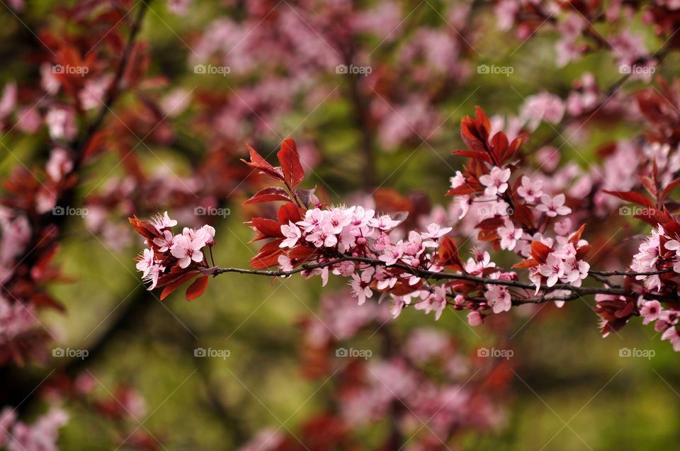 Flower, Tree, Nature, Garden, Flora