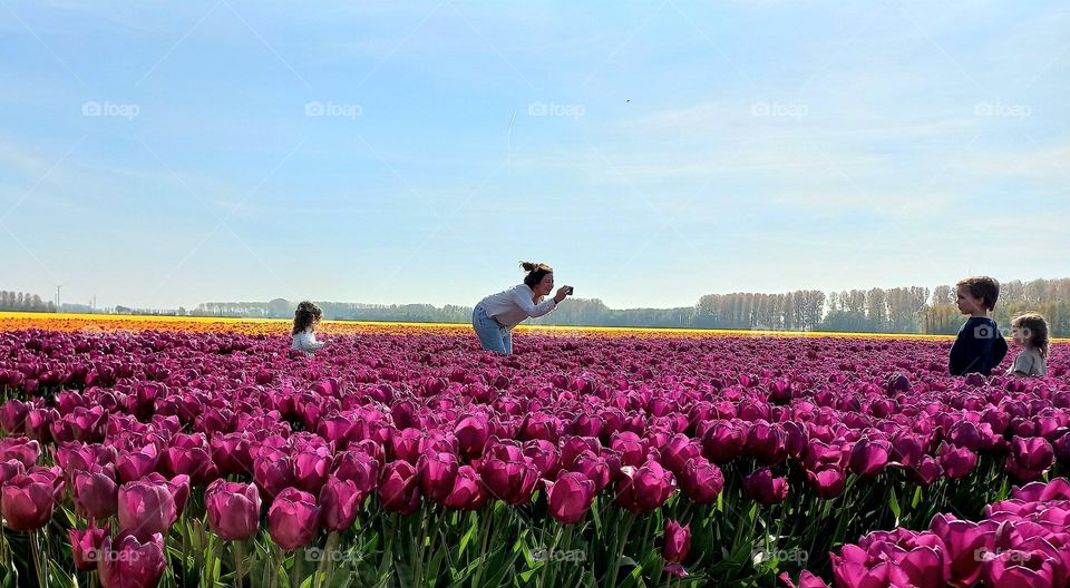 Field of tulips. People taking pictures