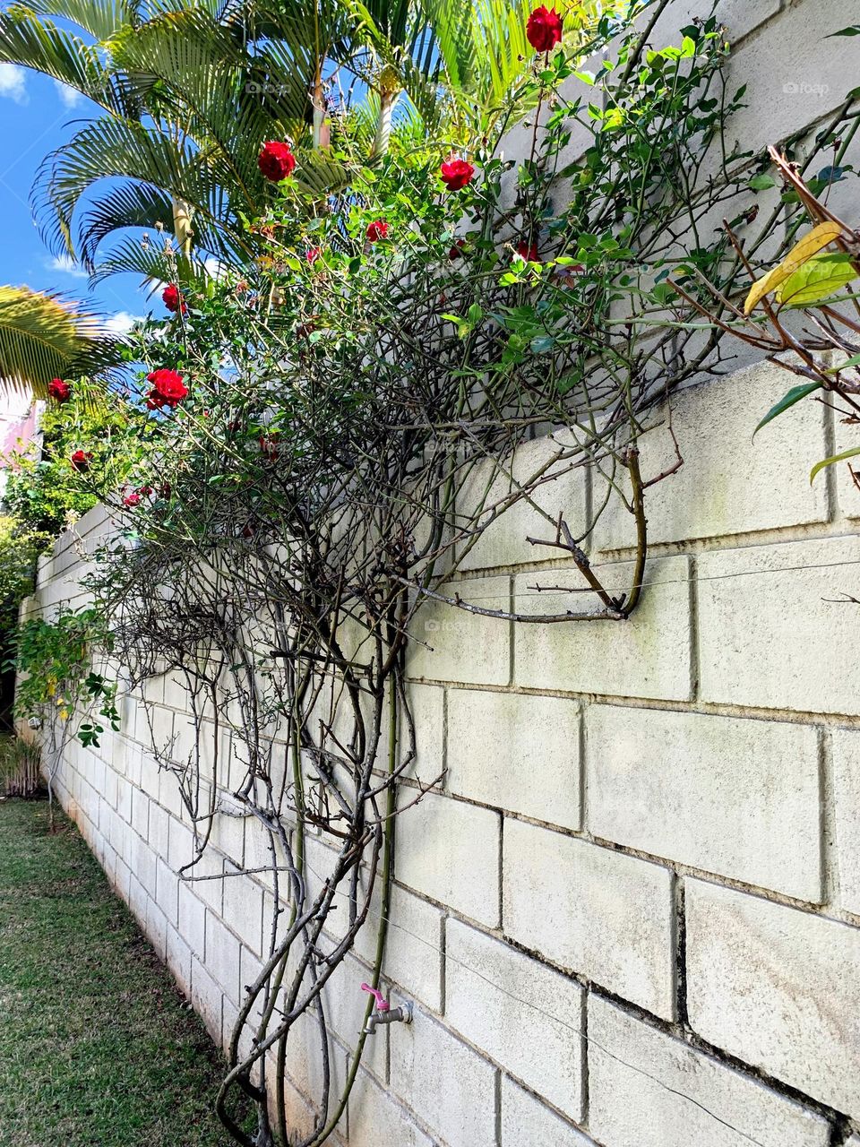 Rosebush stuck to the wall of the house