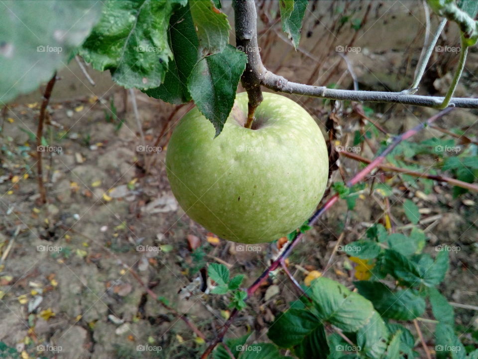 Green apple