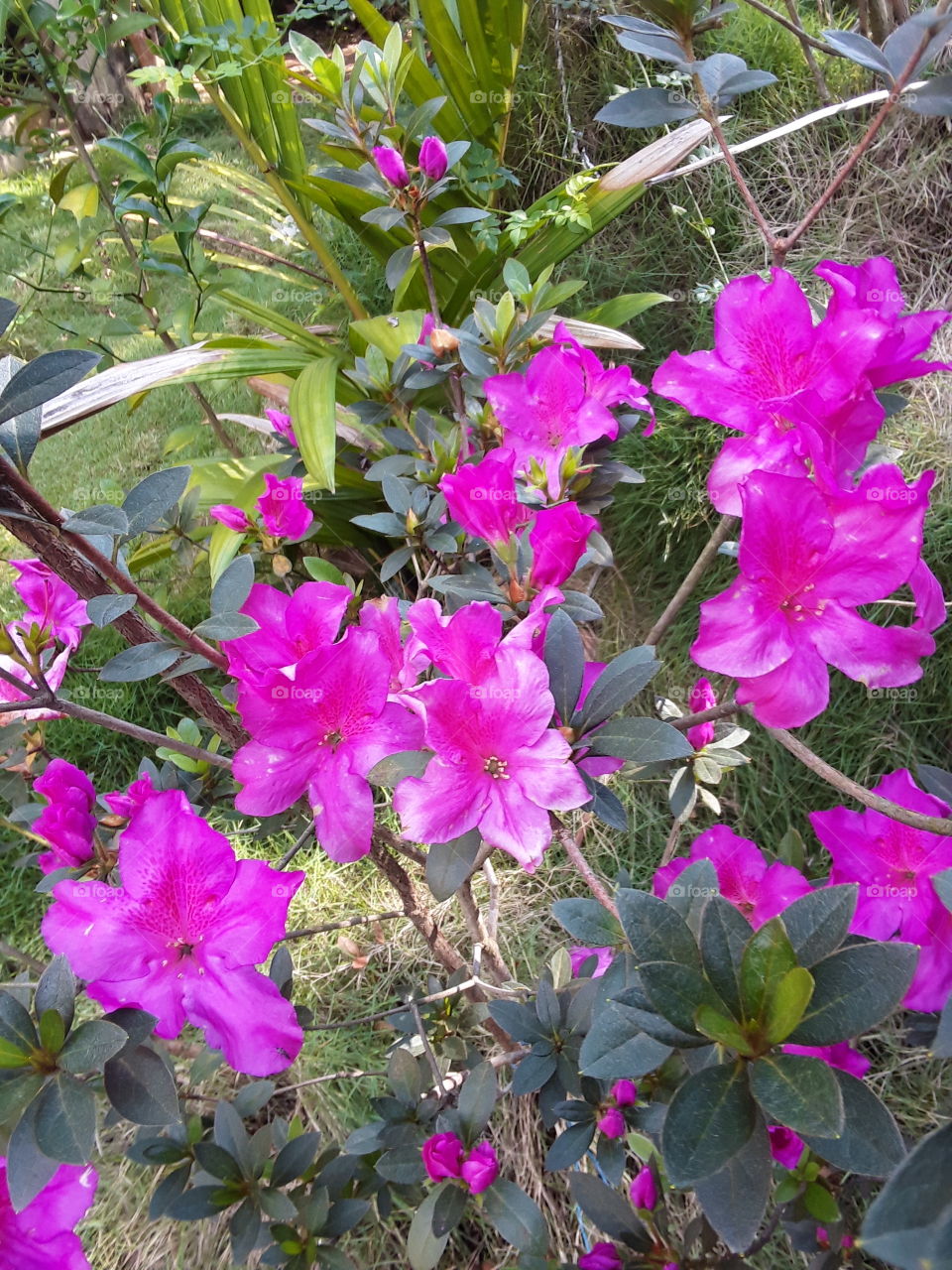 beautiful views of purple flowers.