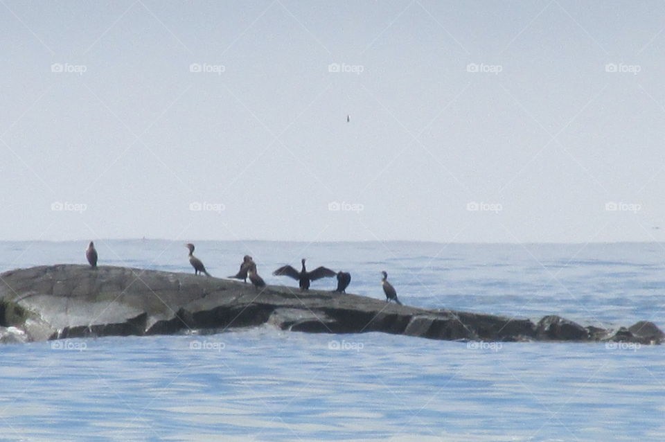 Cormorant Community. A small group of Cormorants resting on a rock in high tide. Taken from Wells Beach in Maine.