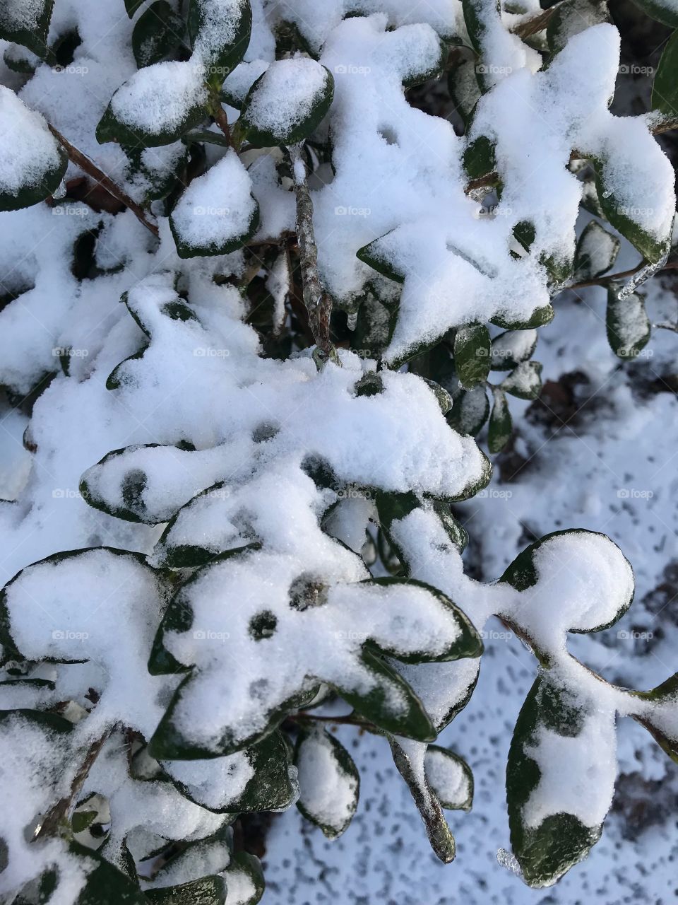 South Georgia winter 2018 snow covered bushes